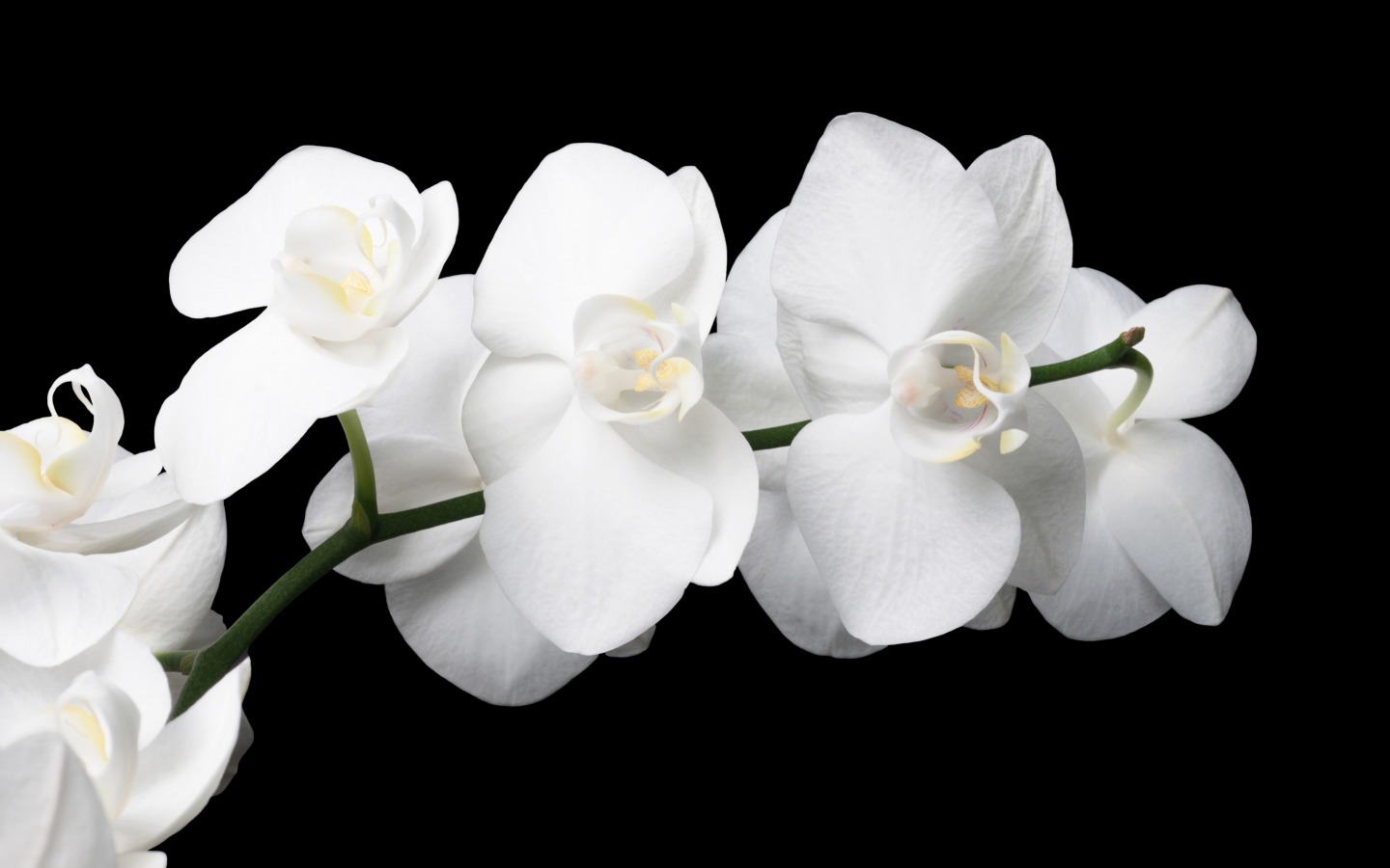 Orchid - Flowers Wallpaper (33698290) - Fanpop