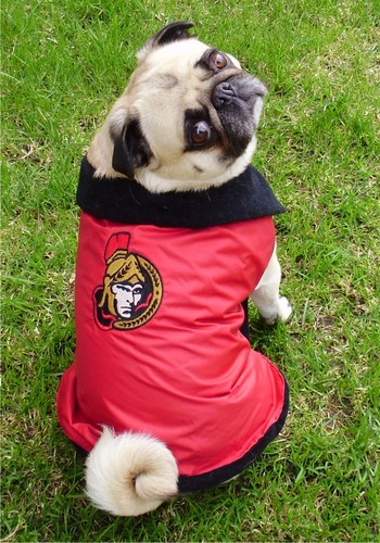 Ottawa Senators Pug Hockey Fan