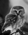 Owl  - animals photo