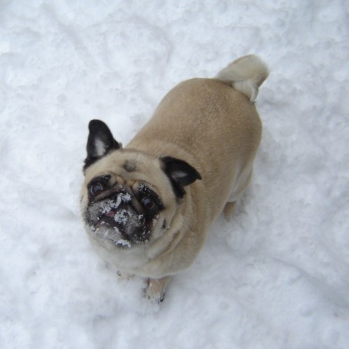 Pug Catching Snow Flakes