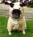 Pug Costume - pug-love-photos-of-pugs photo