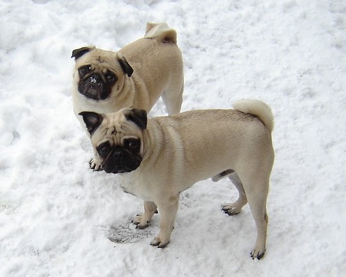 Snow Pugs
