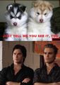 Am i the only one? - the-vampire-diaries-tv-show photo