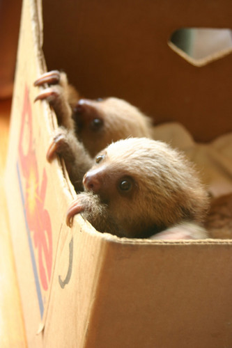  Baby Sloths