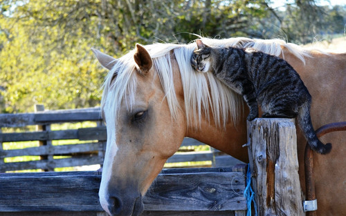 Cat & Horse