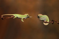 Chameleons  - animals photo