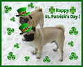 St. Patrick Day Pugs - pug-love-photos-of-pugs photo