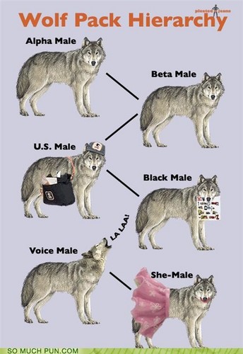  بھیڑیا Hierarchy