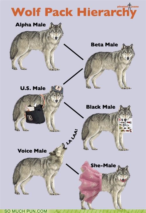 Alpha vs beta female