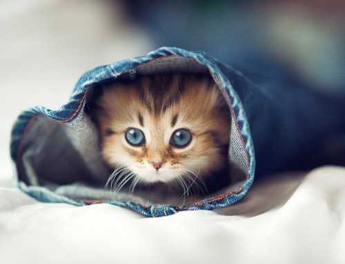 World's Cutest Kitten