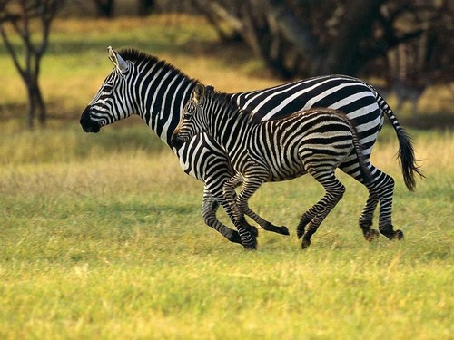  Zebras Running Free