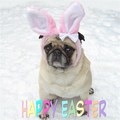 Cute Pug Easter Bunny - animals photo