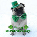 Funny Pug St. Patrick's Day - puppies photo