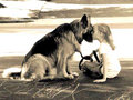 Girl & Dog  - dogs photo