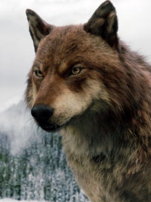  Jacob in волк form,BD 2
