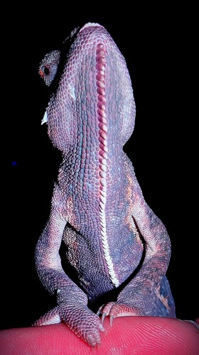 PURPLE 7 MONTH OLD MALE VEILED CHAMELEON