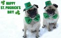 Pug St. Patrick's Day (St. Pugrick's Day) - puppies photo