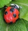  ladybug <3
