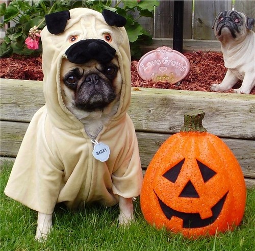  Cute হ্যালোইন Pug Costume