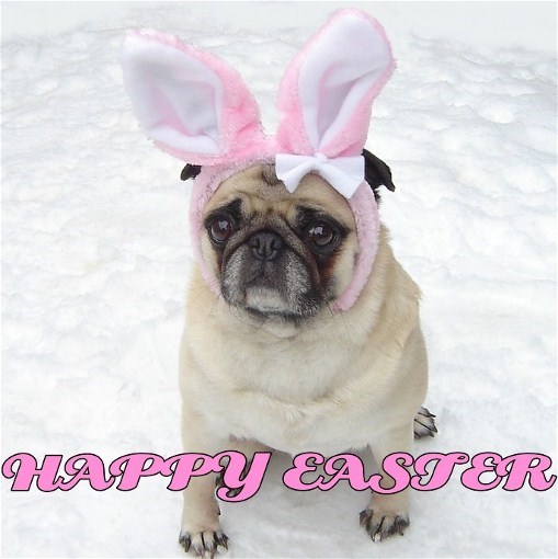 Cute Pug Bunny Happy Easter - chó bức ảnh (33991737) - fanpop