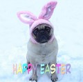 Cute Pug Bunny Happy Easter - puppies photo