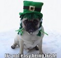 Funny Irish Pug St. Patrick's Day - memes photo