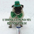 Funny Pug Dog St. Patrick Day - memes photo