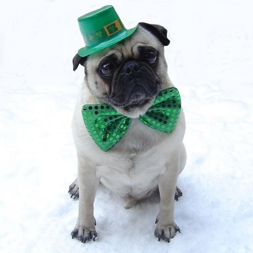  Funny Pug St. Patrick 日 Costume