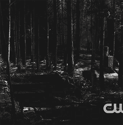  Steroline in the forest