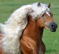 gorgeous horse - animals photo