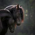 adorable horses - animals photo