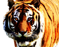 Tiger  - animals photo