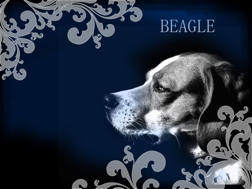 brak, beagle