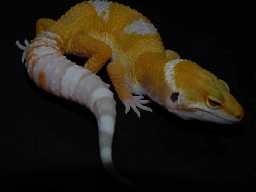 zahara my leopard gecko