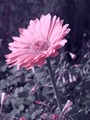 Flower - photography photo