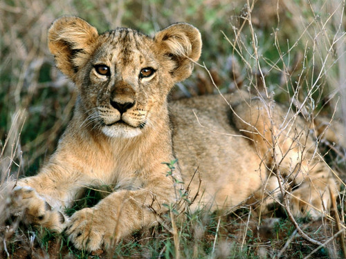 anak singa, singa cub