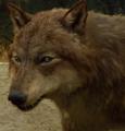 wolf jacob - twilight-series photo