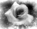 A rose is a symbol of my love for you, its petals shine in beauty and its thorns show its pain - love photo