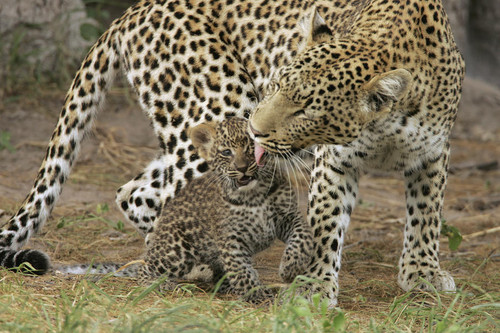  Leopards