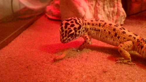 My leopard gecko