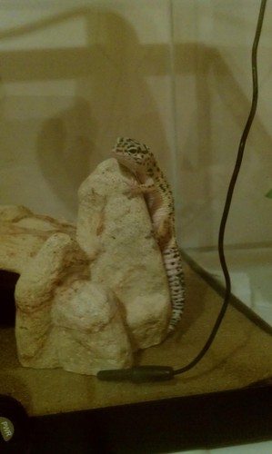 My leopard gecko