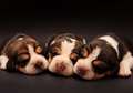 Puppies  - dogs photo