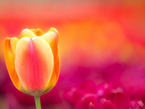  bunga tulp, tulip