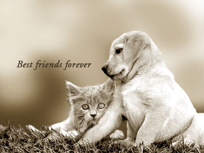 mejores amigos para siempre