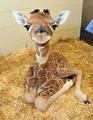 Baby Giraffe - animals photo