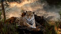 wild-animals - Big Cats wallpaper