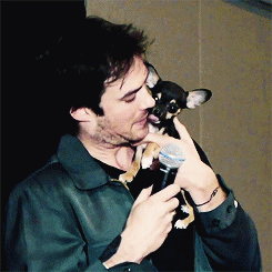  Ian Somerhalder beijar a cachorro, filhote de cachorro - Eyecon