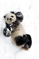 Panda  - animals photo