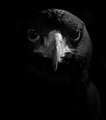 Raven  - animals photo