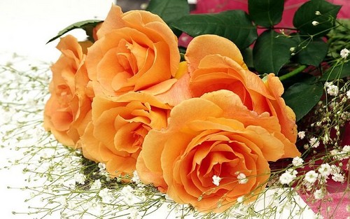  Roses For My Lovely Frnd